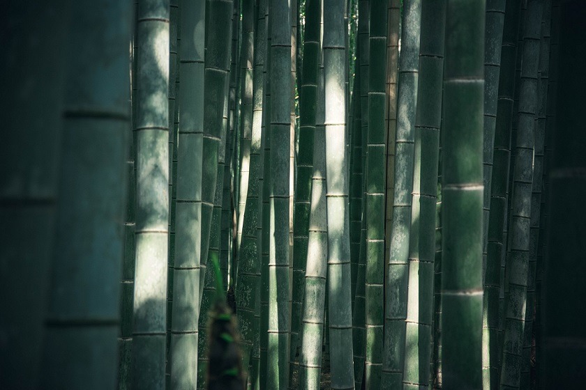 竹包装,替代包装材料